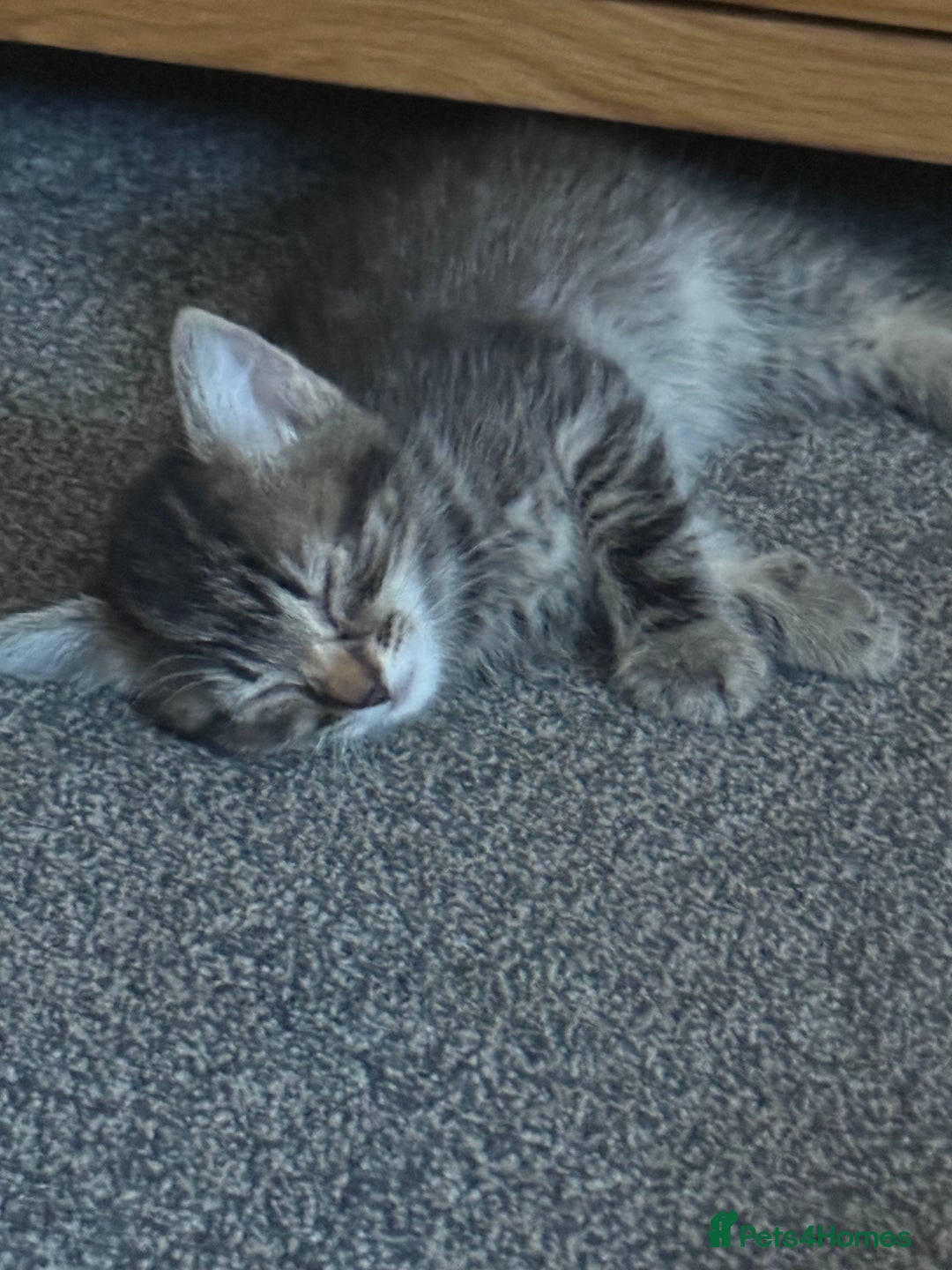 Mixed Breed cats for sale: Beautiful kittens - Image 6