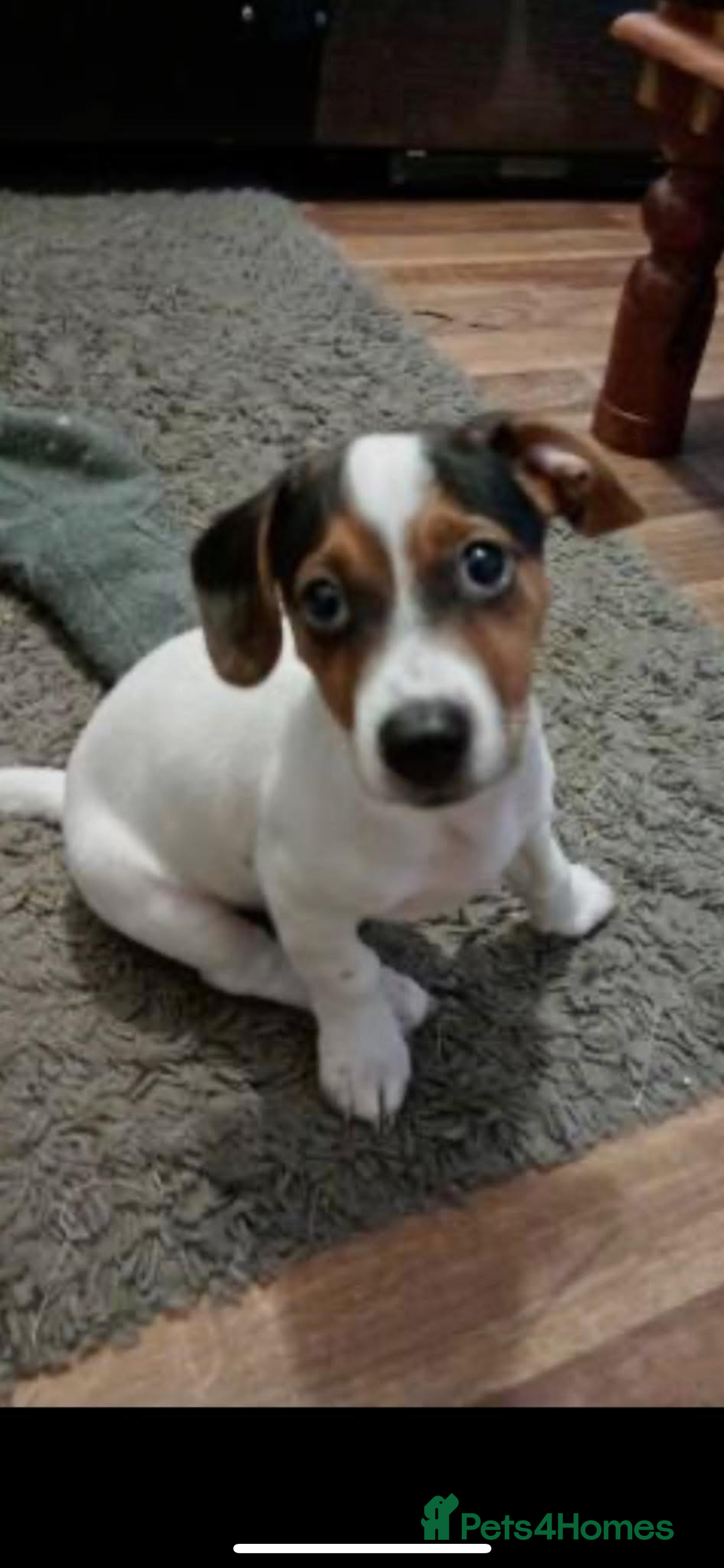 Jack Russell dogs for sale: For sale Jack Russell boy - Advert 3