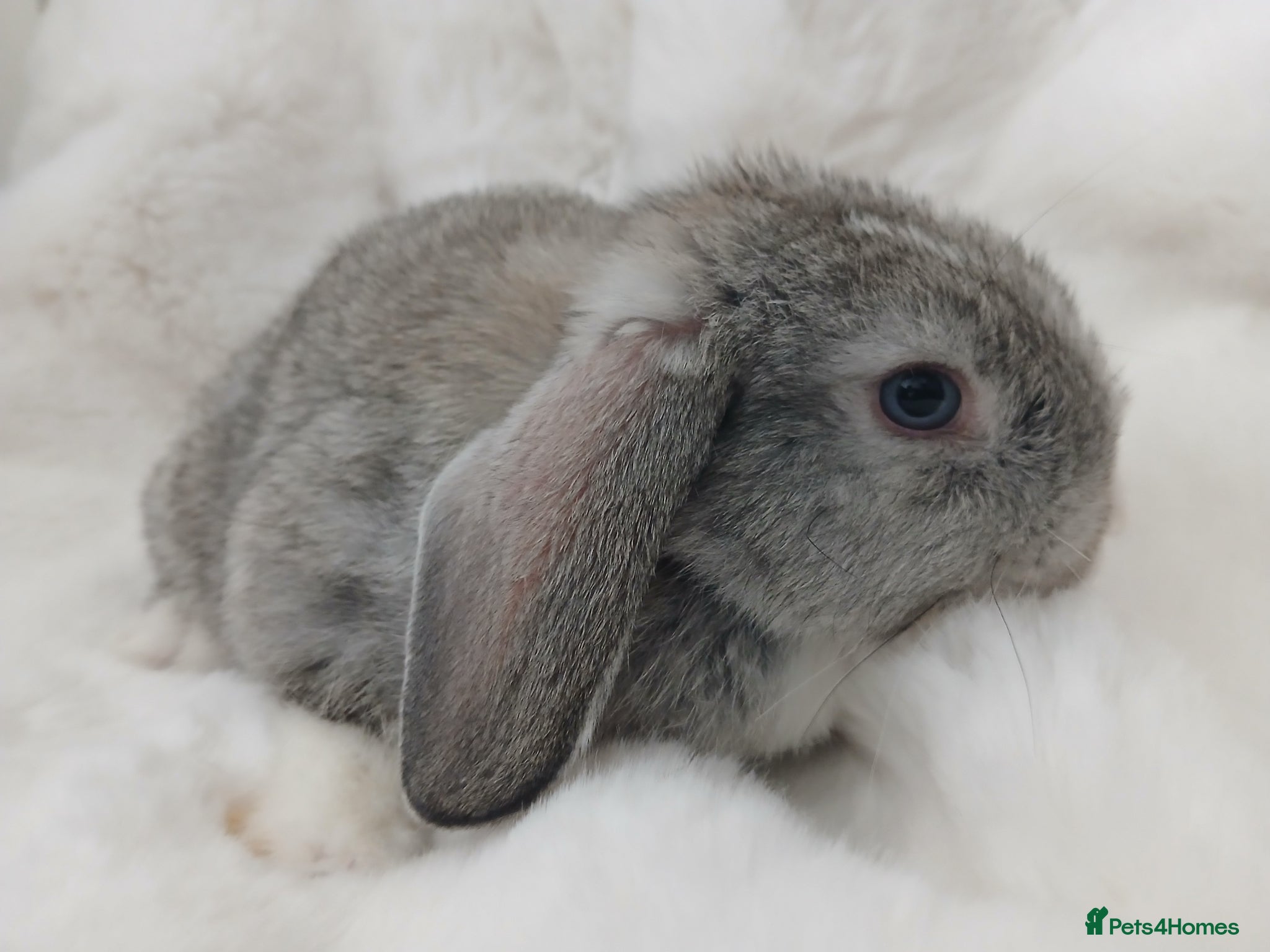 Mini Lop rabbits Mini Lop Baby Boy Rabbit Grey Grey White Ready Now - Advert 16