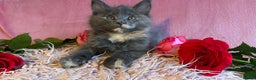 Maine Coon cats for sale: 3 Maine Coon Kittens  - Advert 6