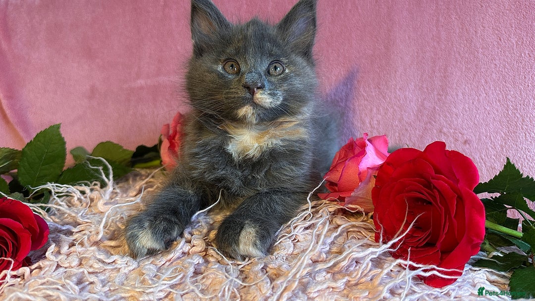 Maine Coon cats for sale: 3 Pedigree Maine Coon Kittens  - Image 6