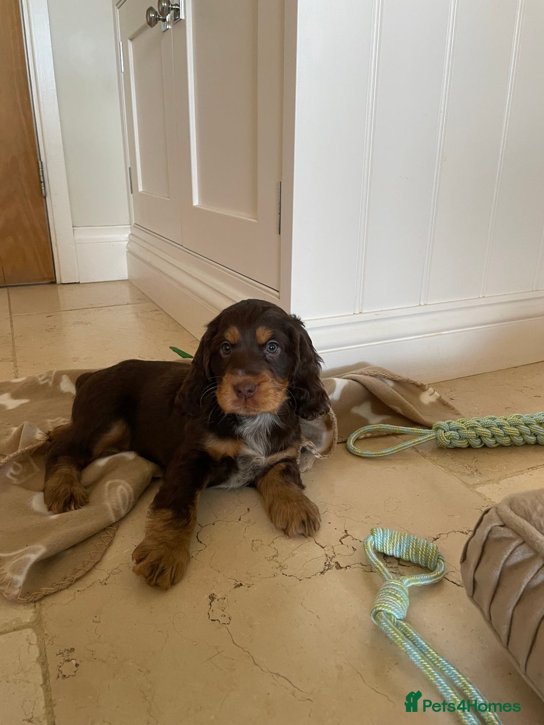 Cocker Spaniel dogs for sale: 6 gorgeous cocker spaniel puppies  - Image 1