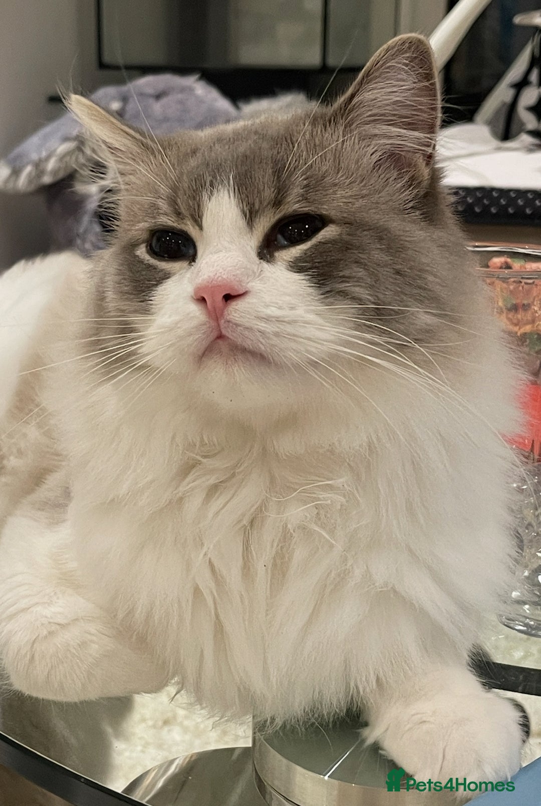 Ragdoll cats for sale: Beautiful Registered Ragdoll Male Kitten - Image 9