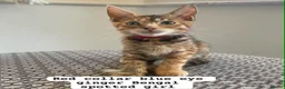 Mixed Breed cats for sale: Beautiful Bengal x Maine coone kittens  - Advert 3