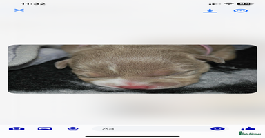 American Bully dogs - Advert 9