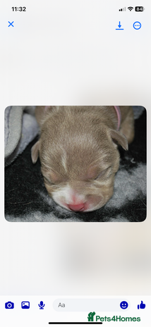 American Bully dogs - Advert 1