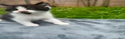 Persian cats for sale: Persian Cross Kittens – 2 Males & 1 Female - Advert 11