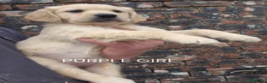 Golden Retriever PURPLE GIRL 