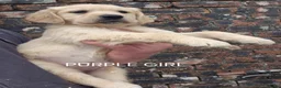 Golden Retriever dogs for sale: KC GOLDEN RETRIEVER PUPS HEALTH TESTED PARENTS  - Advert 19