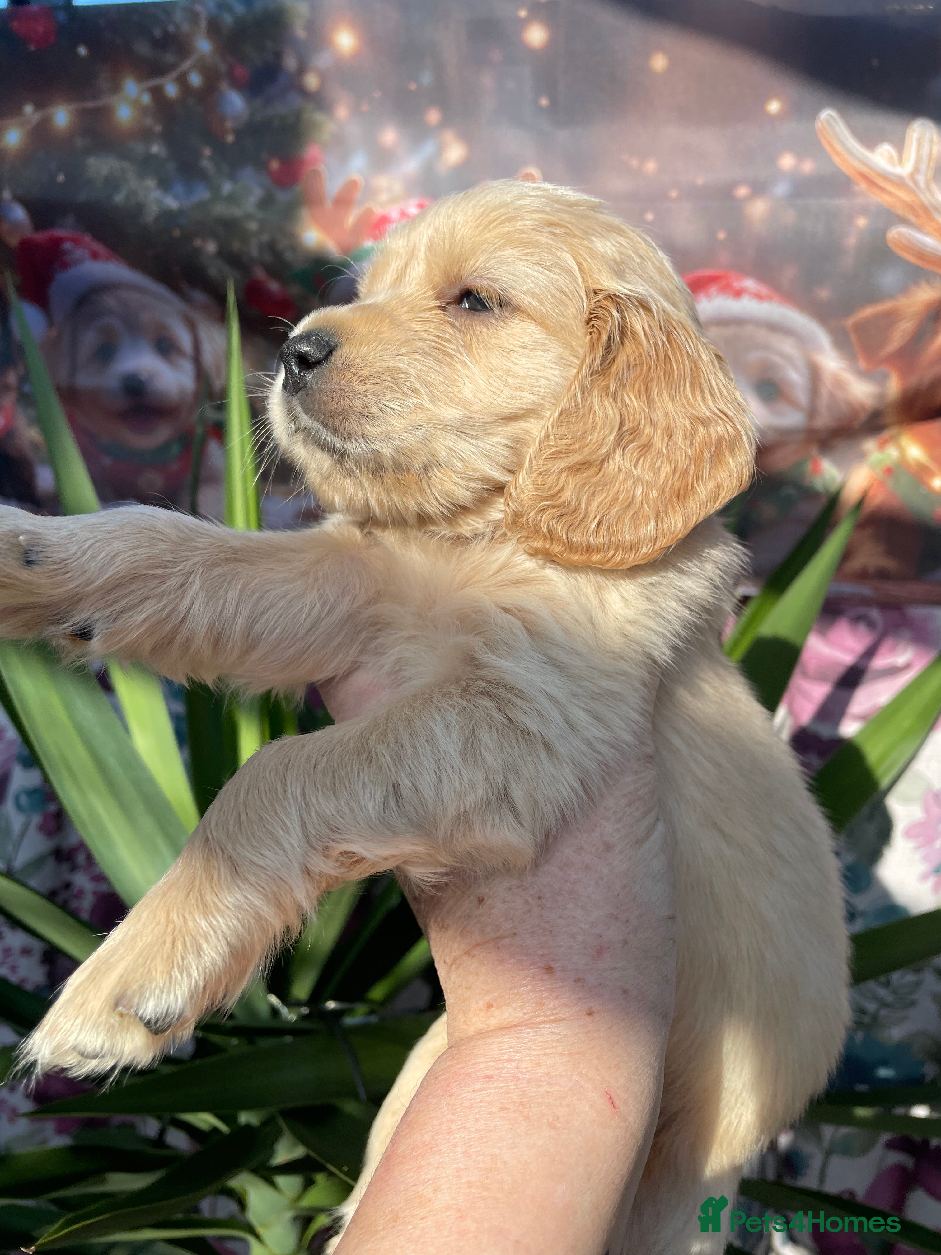 Mixed Breed dogs Mini Golden retriever ( Dakota sport retriever) - Advert 1