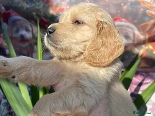 Mixed Breed dogs Mini Golden retriever ( Dakota sport retriever) - Advert 1