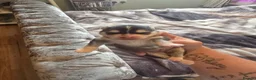 Pomsky dogs for sale: Mirco Pomsky Puppys For Sale - Advert 12