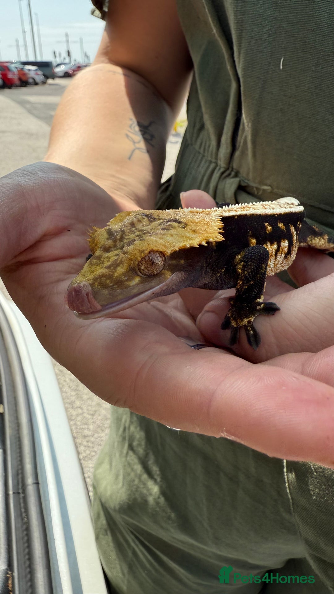Gecko reptiles for sale: Beautiful Crested Gecko - Advert 2