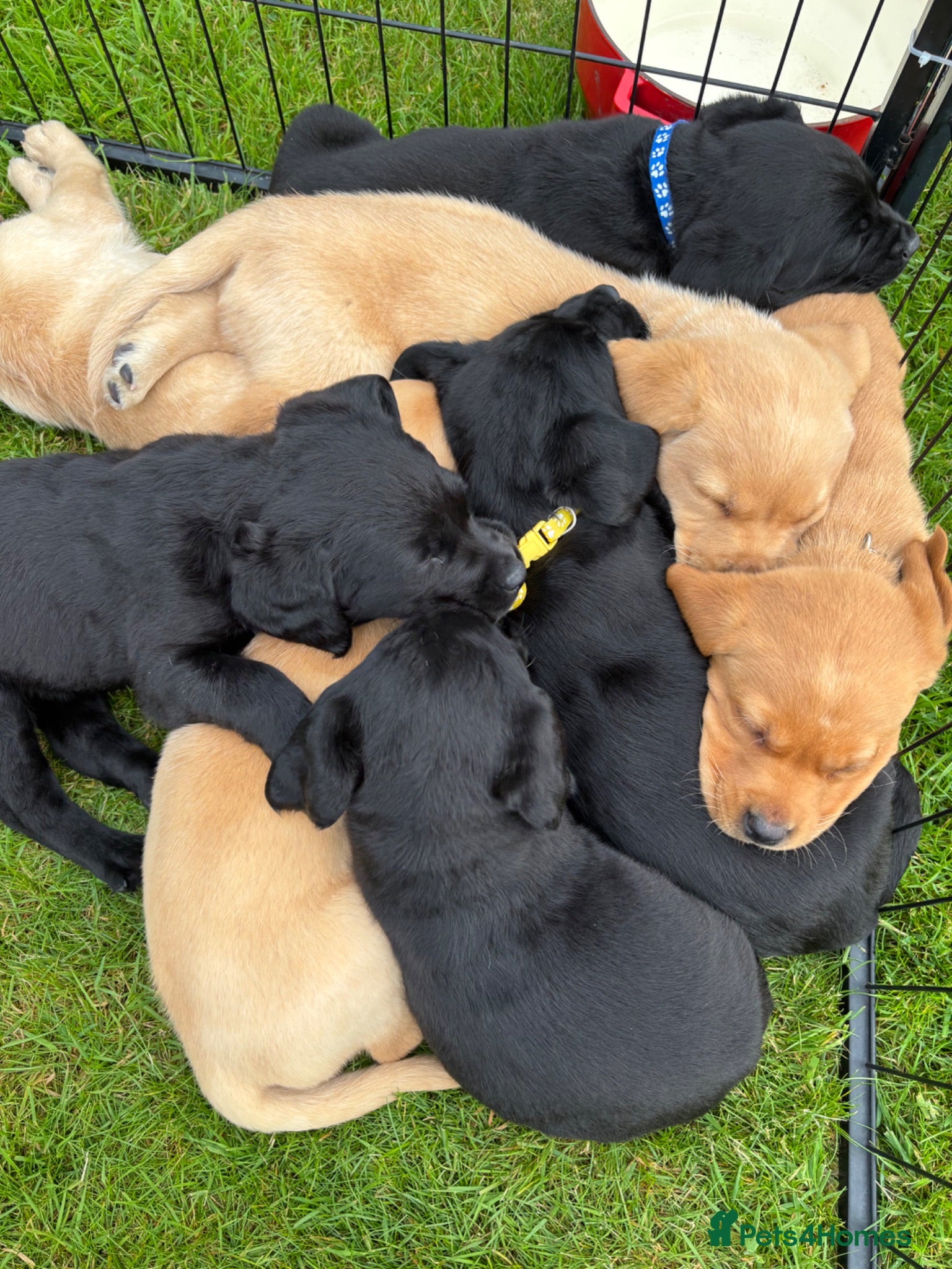 Labrador Retriever dogs KC Labrador Puppies - Advert 1