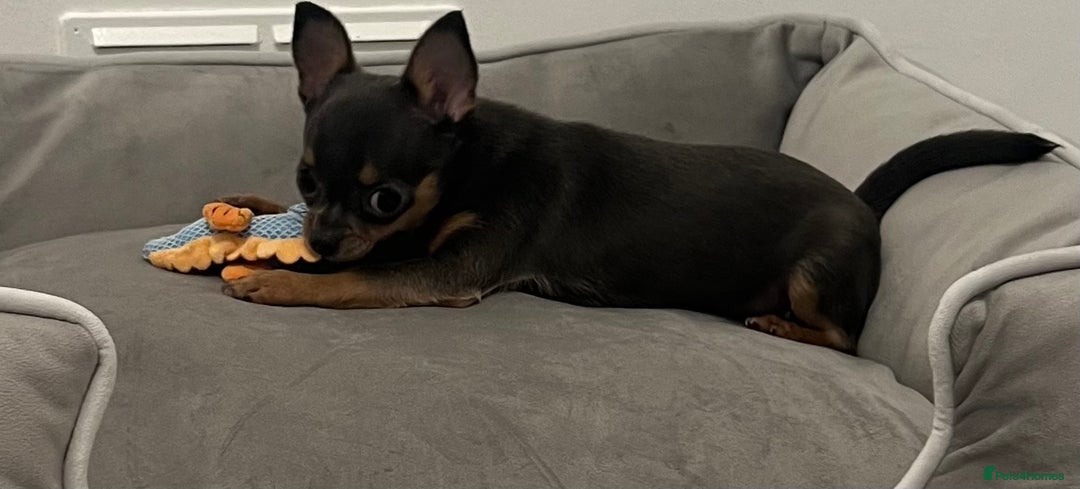 Chihuahua dogs for sale: Looking for her forever home! - Image 3