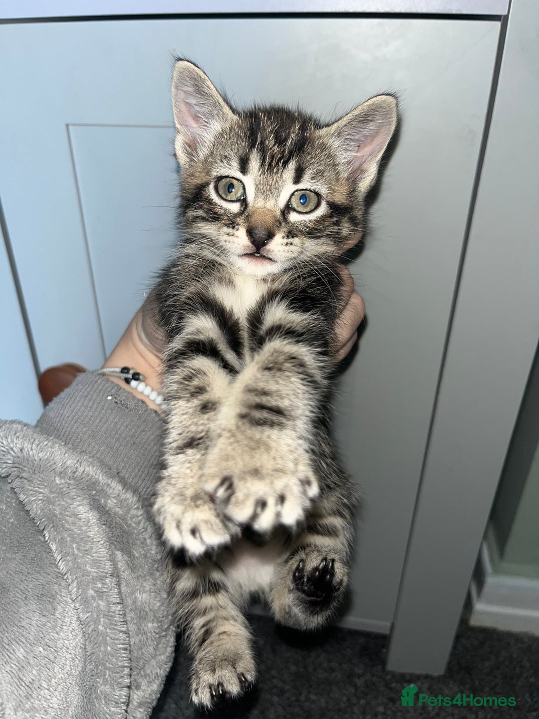 Mixed Breed cats for sale: 7 kittens looking for a home - Image 7