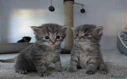 Maine Coon cats for sale: Maincoon - Image 1