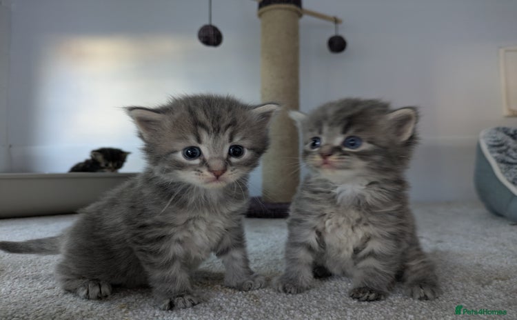 Maine Coon cats - Advert 1