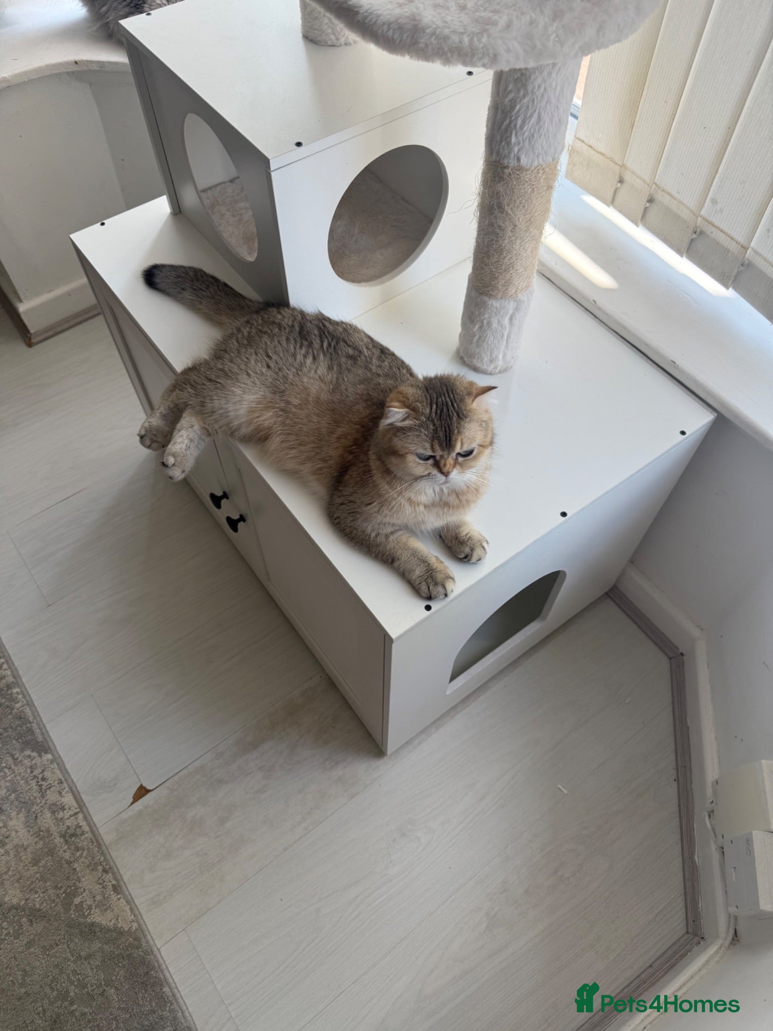 Mixed Breed cats Kitchen  - Advert 4