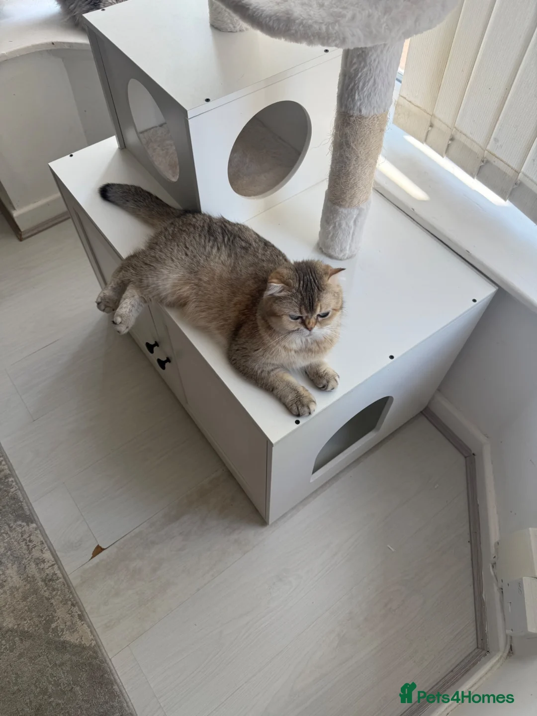 Mixed Breed cats for sale: Kitchen  - Advert 1