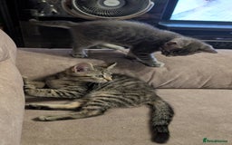 Mixed Breed cats for sale: Adorable Kittens Looking for Loving Homes! - Image 8
