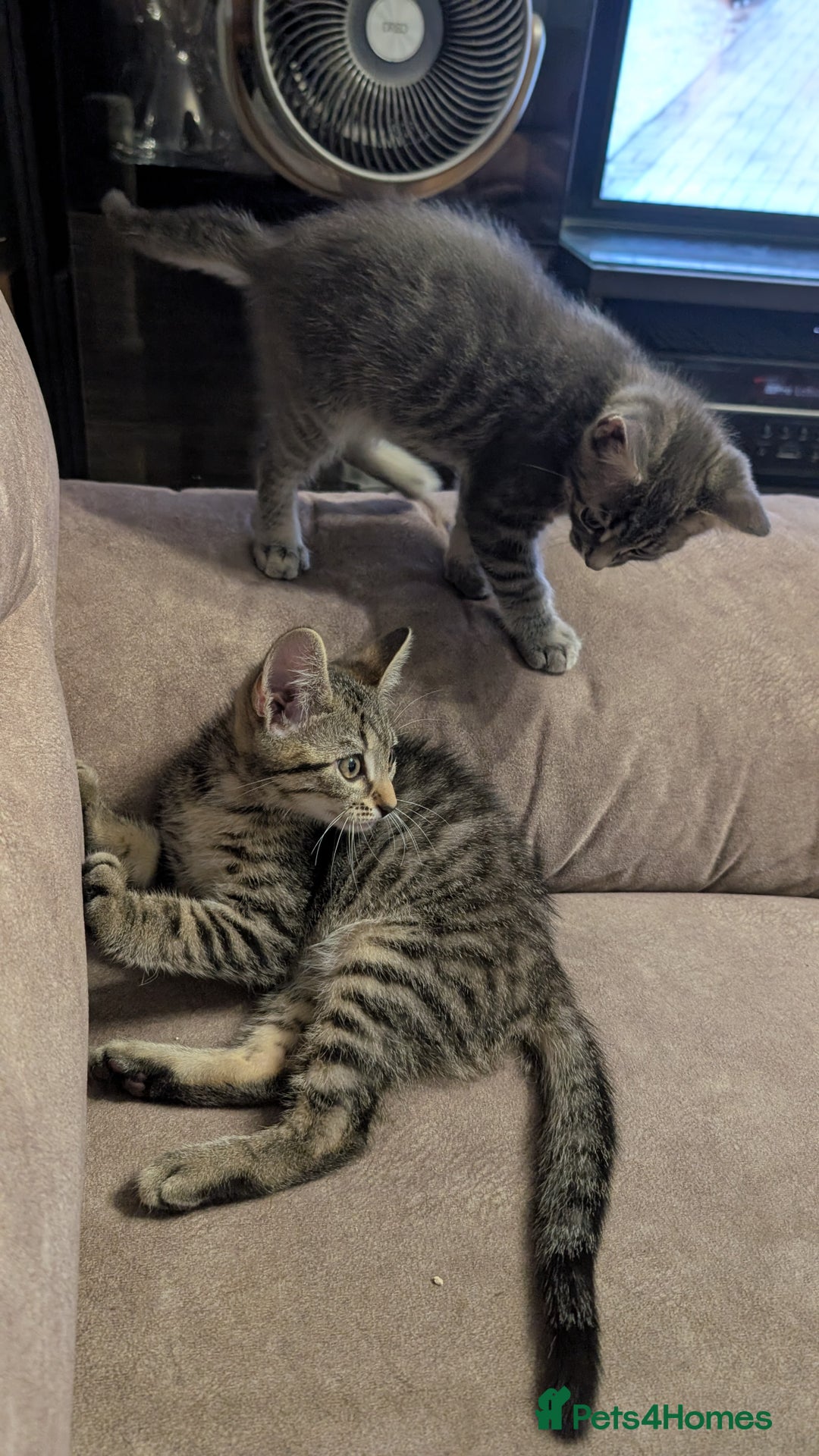 Mixed Breed cats for sale: Adorable Kittens Looking for Loving Homes! - Image 8