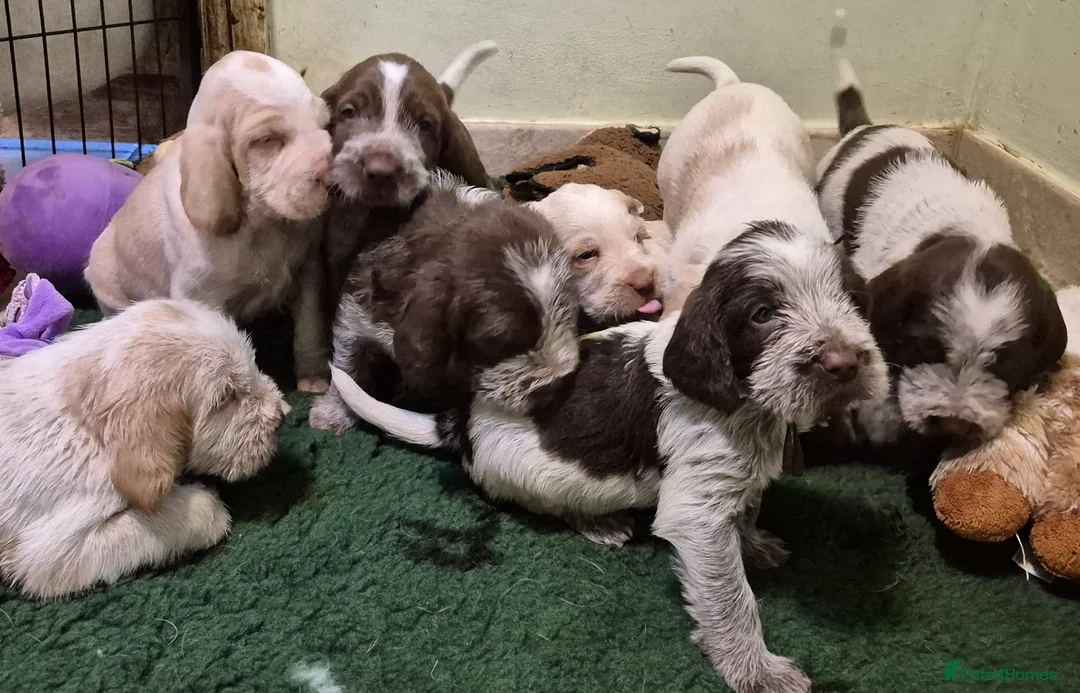 Italian Spinone dogs for sale: Italian Spinone Puppies Available  - Advert 9