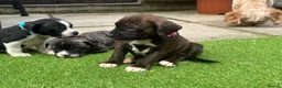 Mixed Breed dogs for sale: Blue American staffies - Advert 9