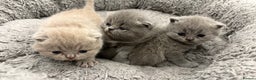 British Shorthair cats for sale: BSH kittens for sale from pedigree parents - Advert 13
