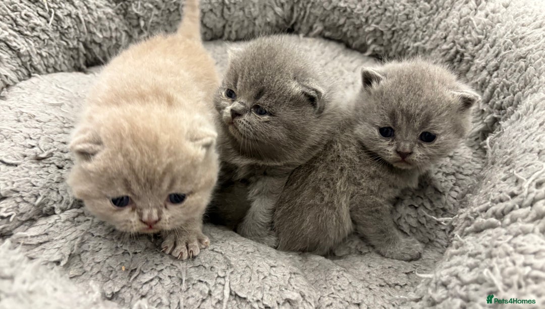 British Shorthair cats for sale: BSH kittens for sale from pedigree parents - Advert 13