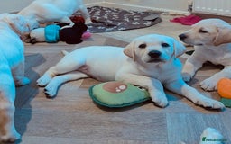 Labrador Retriever dogs for sale: Adorable Golden Labrador Puppies – 2M/2F left - Image 6