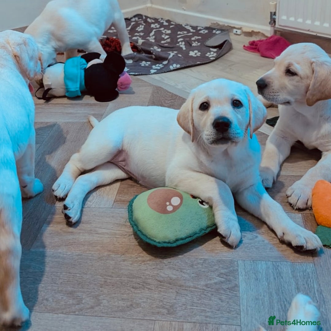 Labrador Retriever dogs for sale: Adorable Golden Labrador Puppies – 2M/2F left - Image 6