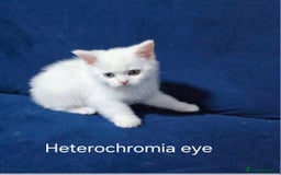 Scottish Fold cats for sale: Scottish shorthair kitchens in Feltham - Image 3
