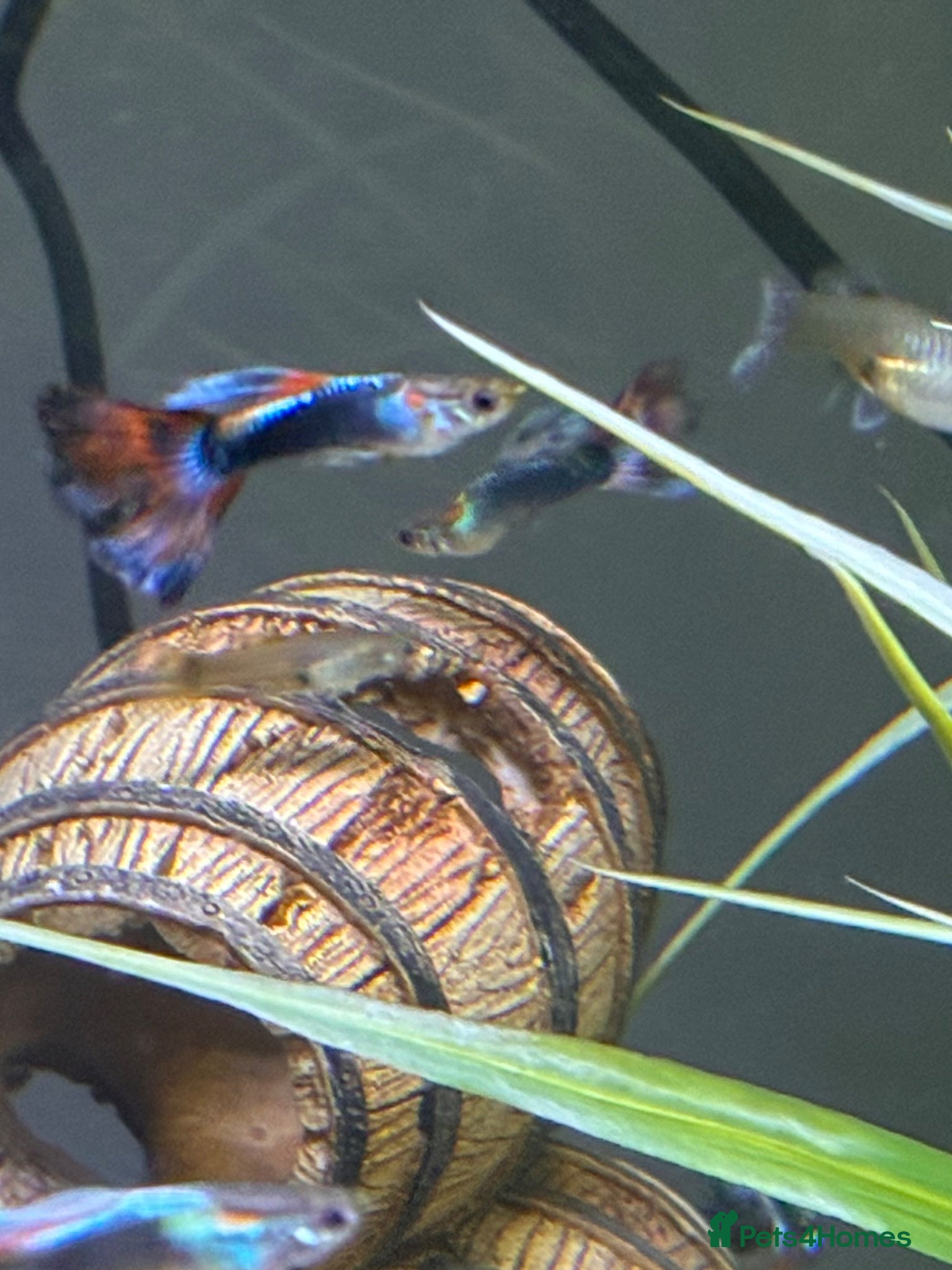 Live Bearers fish Guppies for free! - Advert 1
