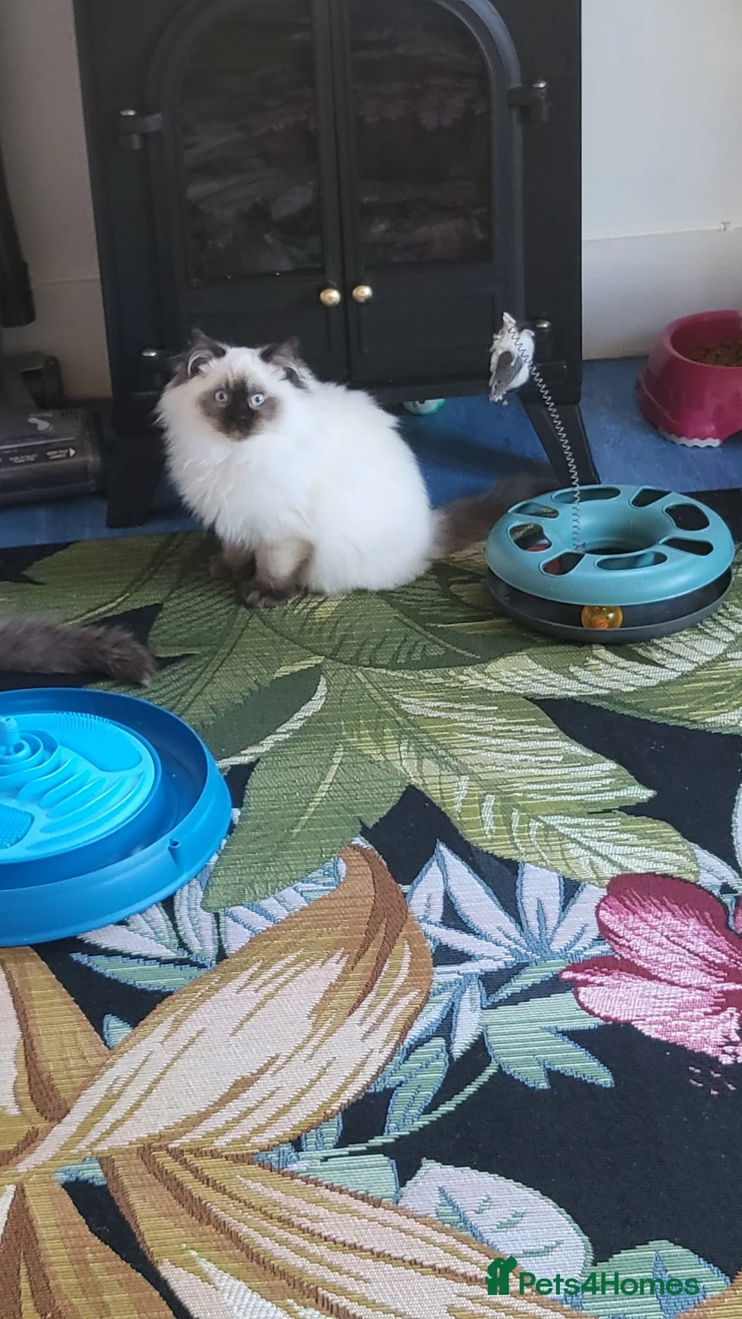 Ragdoll cats for sale: Champion Sired Ragdoll Kittens  - Advert 12