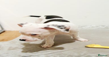 Mixed Breed dogs - Advert 14