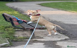 American Bull Staffy dogs for stud: American bully pocket - Image 5