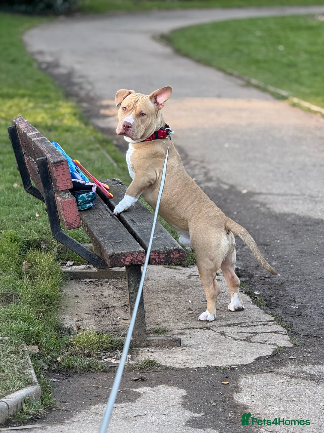 American Bull Staffy dogs for stud: American bully pocket - Image 5