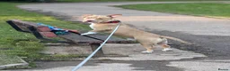 American Bull Staffy dogs for stud: American bully pocket - Advert 5