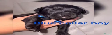 Black boy (blue collar)