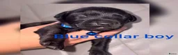 Labrador Retriever dogs for sale: Chocolate/Yellow/Black KC Reg Labrador Retrievers  - Advert 26