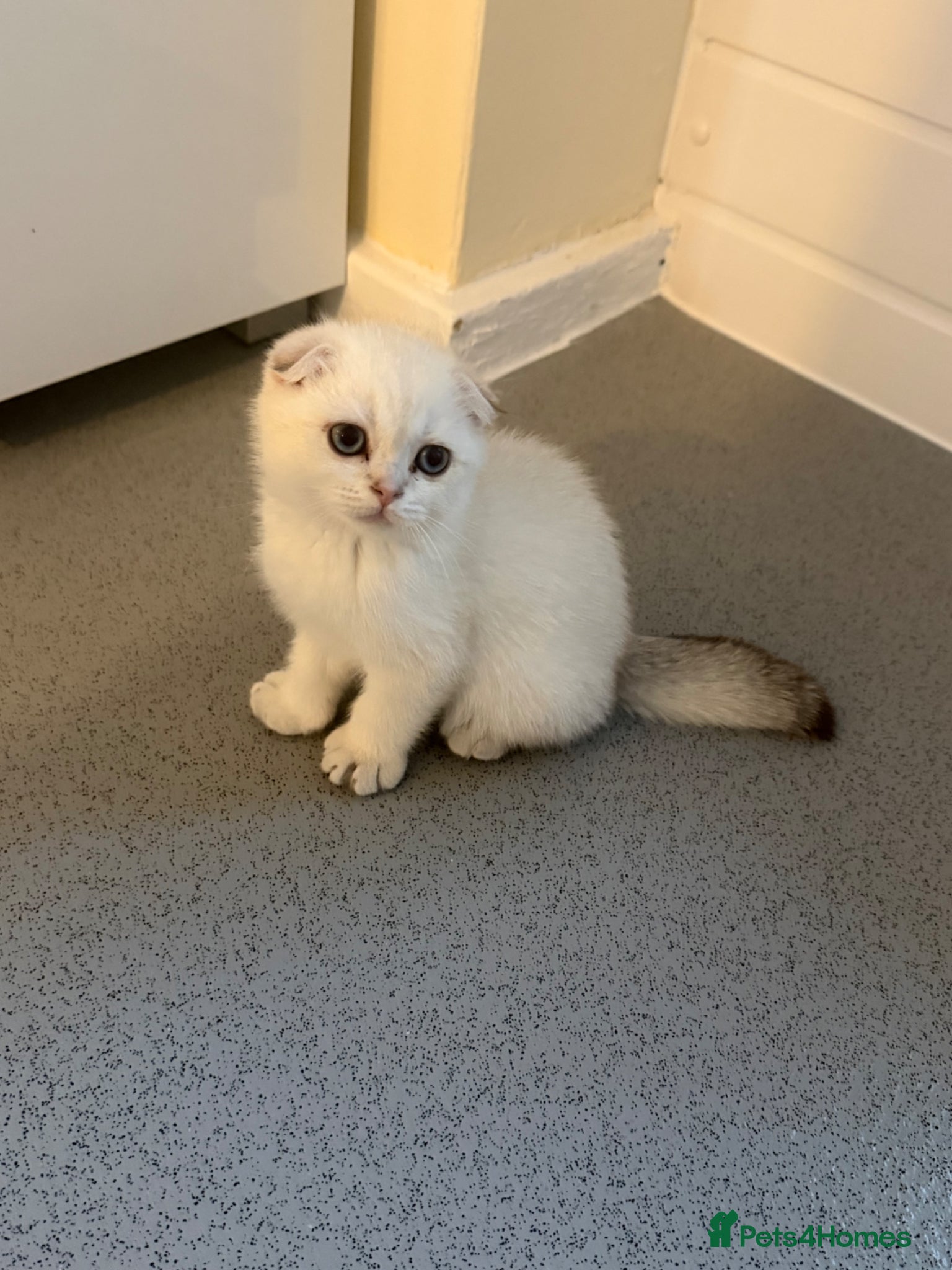 Scottish Fold cats for sale: Scotish fold  - Advert 4