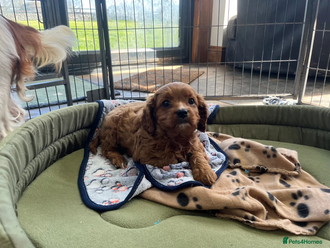 Cavapoo dogs for sale: Beautiful cavapoo puppy  - Advert 3