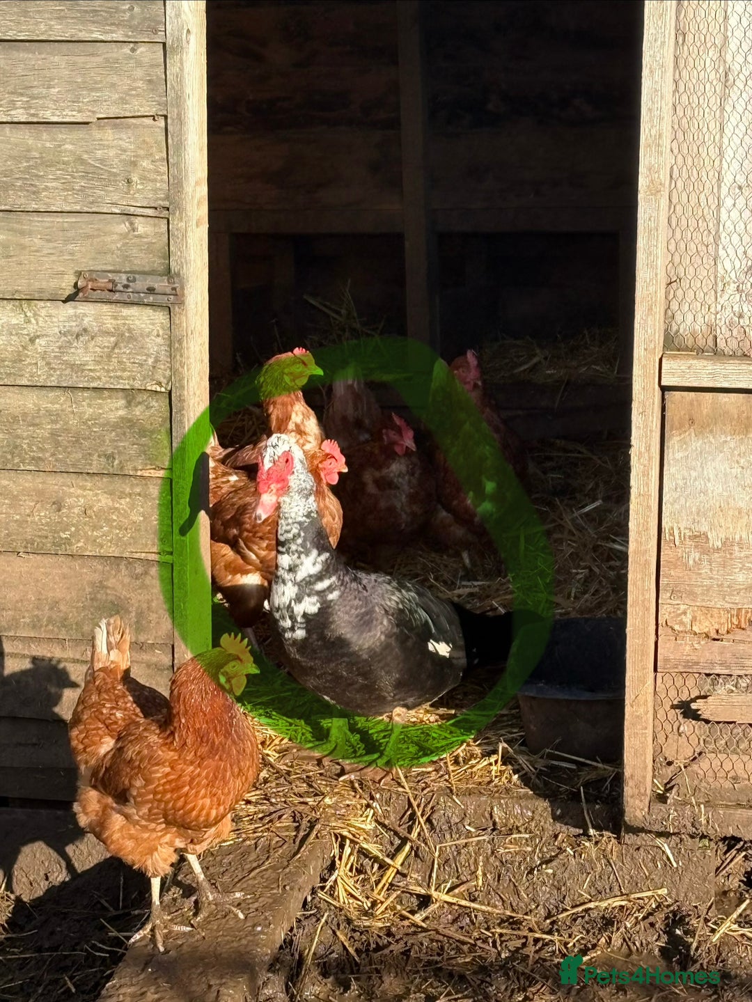 Ducks poultry for sale: Young Muscovy Drake Ducks  - Advert 2