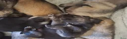 German Shepherd dogs for sale: German shepherd pups - Advert 4