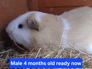 Guinea Pig rodents Guinea pigs - Advert 16
