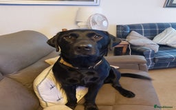 Mixed Breed dogs for sale: Lab Cross Puppies for Sale - Image 5