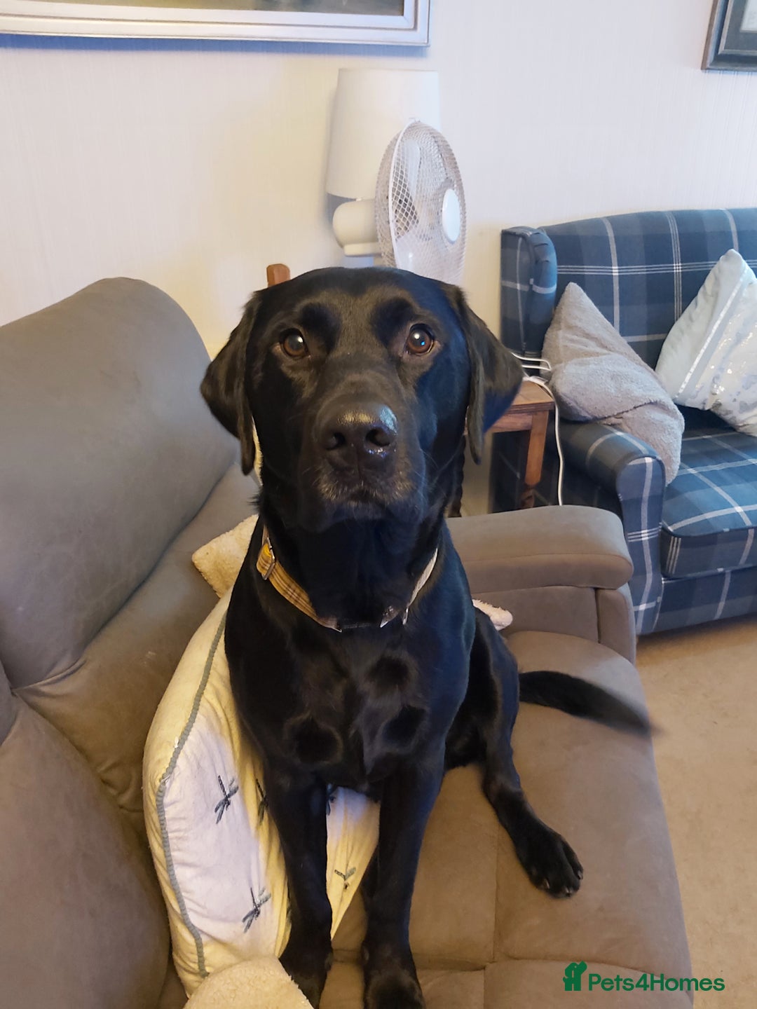 Mixed Breed dogs for sale: Lab Cross Puppies for Sale - Image 5