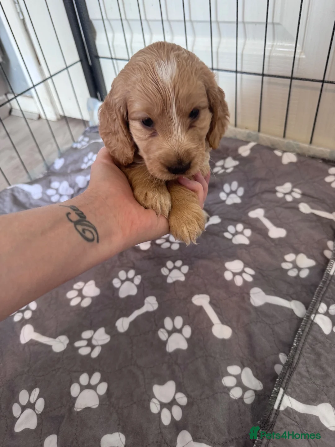 Cockapoo dogs for sale: 3 males and 3 females - Advert 2