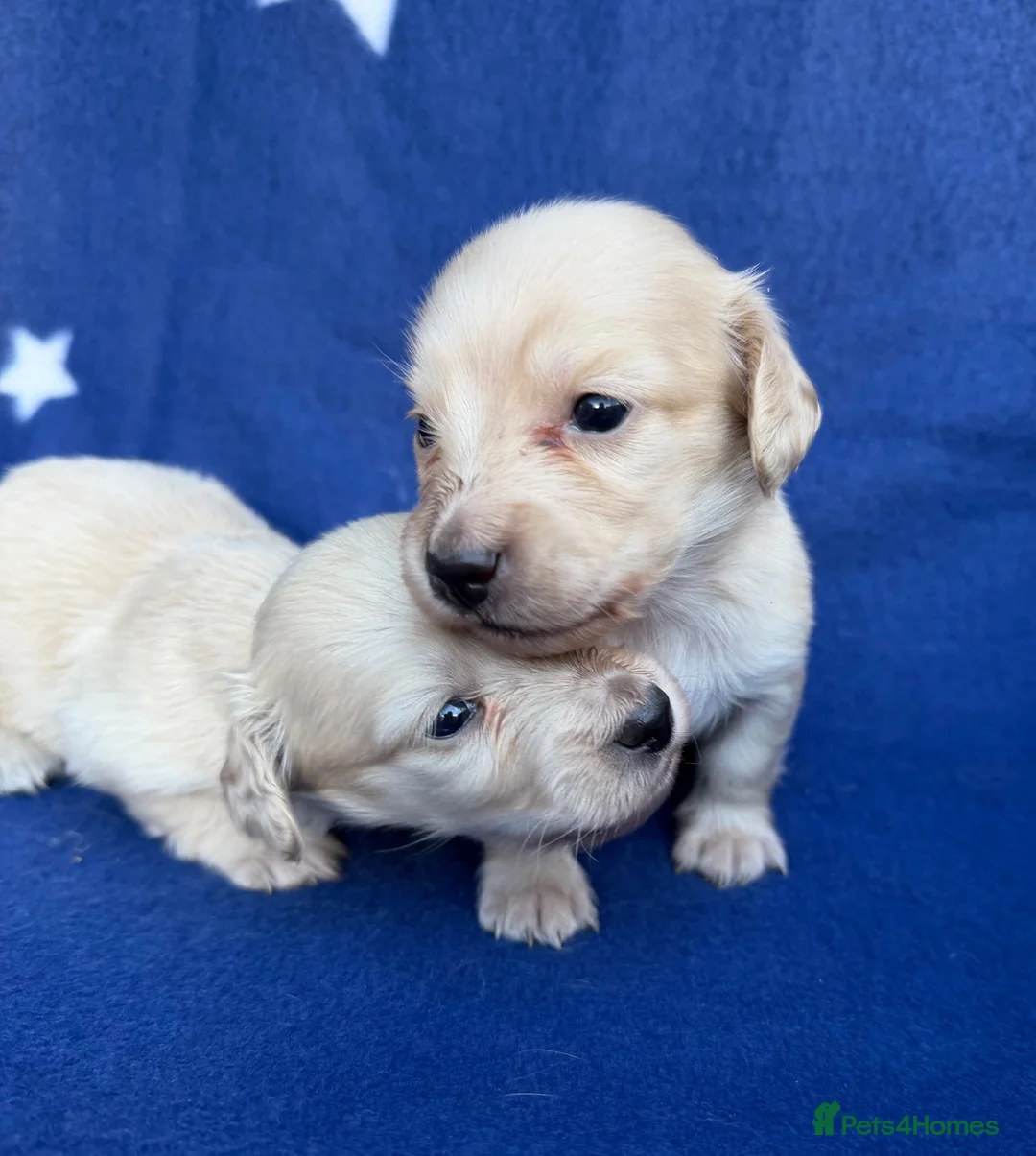Miniature Dachshund dogs for sale: KC reg English Cream mini Dachshund puppies  - Advert 2